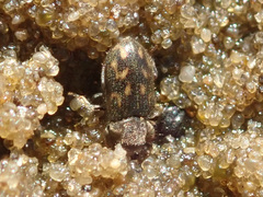 Heterocerus marginatus