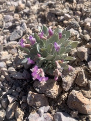 Astragalus calycosus monophyllidius