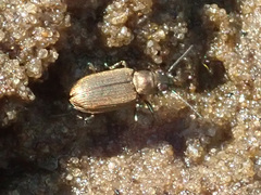 Bembidion striatum