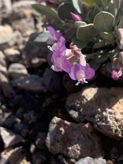 Astragalus calycosus monophyllidius