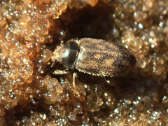 Heterocerus marginatus