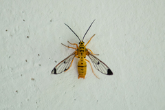 Isanthrene felderi