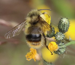 Bombus frigidus
