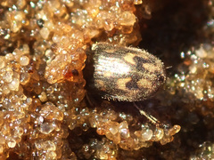 Heterocerus marginatus