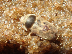 Heterocerus marginatus