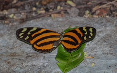 Melinaea lilis imitata