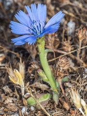 Cichorium pumilum