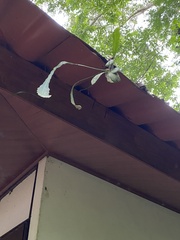 Epiphyllum phyllanthus