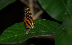 Melinaea lilis imitata