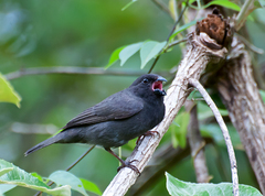 Sooty Grassquit photo 2