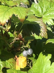 Ribes hudsonianum