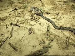 Leptodactylus fuscus