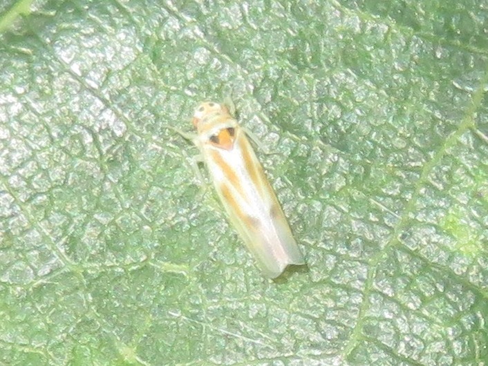 Arboridia velata