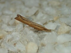 Pediasia dorsipunctellus