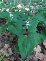 Maianthemum bifolium