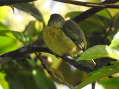 Iridophanes pulcherrimus