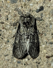 Paraeschra tortuosa