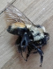 Bombus ternarius