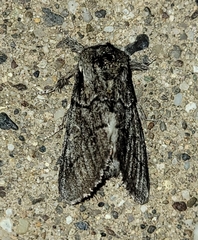 Paraeschra tortuosa