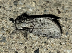 Paraeschra tortuosa