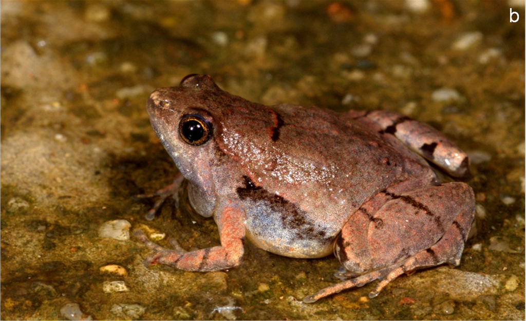 Laterite Narrow-Mouthed Frog