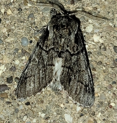 Paraeschra tortuosa