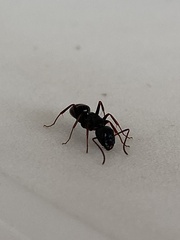 Camponotus aethiops