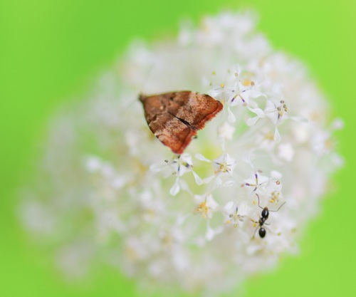 Apple Leaf Skeletonizer Moth photo 3