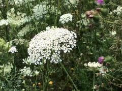 Daucus carota