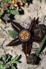 Duvalia caespitosa