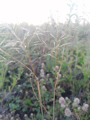 Apera