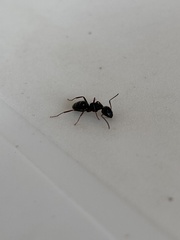 Camponotus aethiops