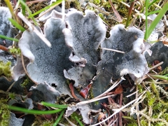 Peltigera rufescens
