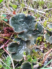 Peltigera rufescens
