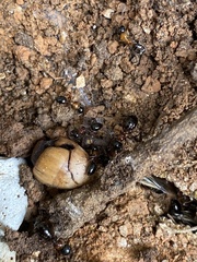 Camponotus dalmaticus