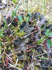 Peltigera rufescens