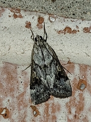 Loxostege allectalis