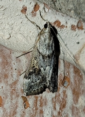 Loxostege allectalis