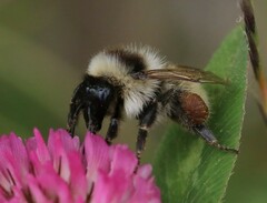 Bombus mesomelas