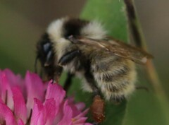 Bombus mesomelas