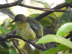 Iridophanes pulcherrimus