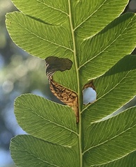 Chirosia filicis