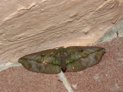Omiza