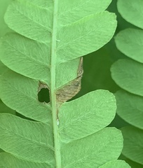 Chirosia filicis