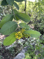 Bunchosia canescens