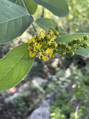 Bunchosia canescens
