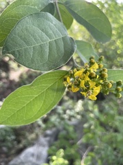 Bunchosia canescens