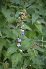 Campanula trachelium
