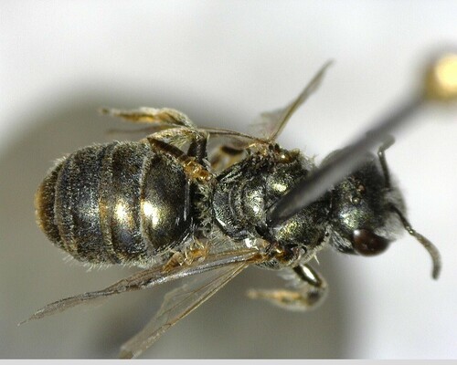 iNaturalist observation photo of Tripartite Sweat Bee