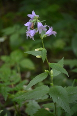 Campanula trachelium